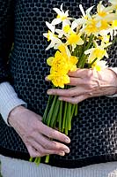 Owner, garden owner, Josephine Dekker holding bouquet with historic daffodils 