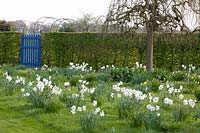 Meadow with poet's daffodils, Narcissus poeticus Recurvus 