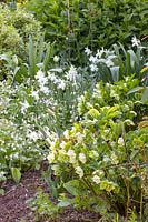 Perennials and daffodils, Narcissus triandrus Thalia, Pulmonaria Sissinghurst White, Helleborus orientalis 