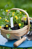 Still life with Lesser Celandine, Ranunculus ficaria Flore Pleno 