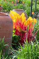 Rhubarb in spring, Rheum rhabarbarum 