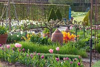 Vegetable garden in spring, Allium senescens, Pyrus communis Louise d'Avranche, Rheum rhabarbarum 