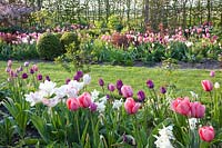 Bed with tulips, Tulipa 