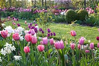 Bed with tulips, tulipa, boxwood 