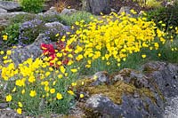 Rock garden, Ranunculus gramineus Pardal 