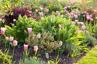 Bed with tulips and emerging perennials, Tulipa, Papaver orientale Charming 