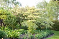 Portrait of Pagoda Dogwood, Cornus controversa Variegata 