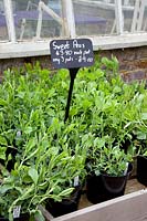 Sweet pea young plants, Lathyrus odoratus 