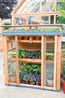 Young vegetable plants in a small greenhouse, Pak Choi, Brassica rapa 