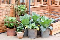 Beans and cabbage in pots, Phaseolus, Brassica oleracea 