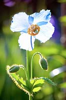 Blue poppy, Meconopsis betonicifolia 