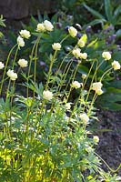 Globeflower, Trollius cultorum Alabaster 