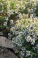 Portrait Thyme, Thymus vulgaris Chateau Queribus 