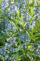 Amsonia sylvestris 