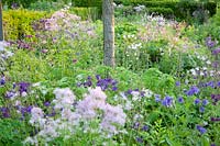 Columbines and meadow rue, Aquilegia vulgaris, Thalictrum aquilegifolium 