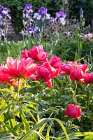 Peony and iris, Paeonia Echt Klasse, Iris barbata Loop de Loop 