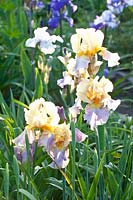 Irises in the bed, Iris barbata 