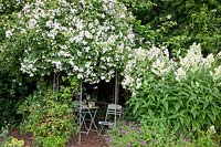 Arbor with rambler rose, Rosa Paul's Himalayan Musk Rambler, Aconogonon speciosum Johanniswolke 