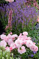 Rosa Bonica ,Salvia nemorosa Snow Hill,Salvia nemorosa Blue Hill, Geranium Rozanne 