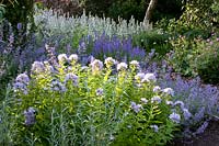 Bed with Campanula lactiflora Senior, Stachys byzantina, Salvia nemorosa 