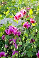 Sweet pea, Lathyrus odoratus 