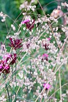 Quaking grass and carthusian pink, Briza media, Dianthus carthusianorum 