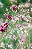 Quaking grass and carthusian pink, Briza media, Dianthus carthusianorum 