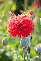 Opium poppy, Papaver somniferum laciniatum 