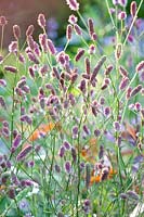 Meadow burnet, Sanguisorba officinalis Pink Tanna 