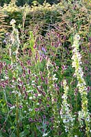 Meadow burnet and mullein, Verbascum chaixii Album, Sanguisorba officinalis Pink Tanna 