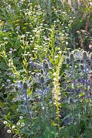 Noble thistle and fine-rayed aster, Erigeron, Eryngium 