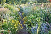 Lychnis coronaria Alba, Anthemis tinctoria, Nepeta, Erigeron, Eryngium 