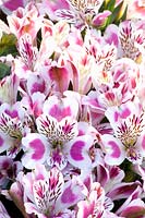 Portrait of Alstroemeria Inticancha White Pink Blush 