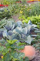 Red cabbage, tomatoes, zucchini, Solanum lycopersicum, Cucurbita pepo, Brassica oleracea Integro 