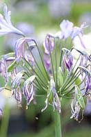 Faded ornamental lily with seed capsules, Agapanthus 