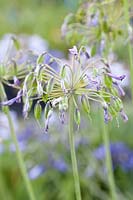 Faded ornamental lily with seed capsules, Agapanthus Duivenbrugge Blue 