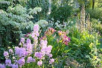 Bed with phlox, daylily, Phlox maculata Natascha, Hemerocallis Lavender Deal, Astrantia major Sunningdale Variegated, Acanthus mollis Rue Ledan, Sedum Matrona, Cornus florida Daybreak 