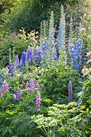 Larkspur and Lupines, Lupinus The Governor,Delphinium, Rosa Geoff Hamilton 