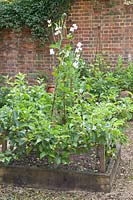 Apple espalier, Malus domestica 