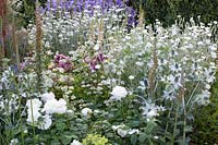 Lychnis coronaria Alba, Eryngium giganteum Miss Willmotts Ghost, Astrantia, Rosa 