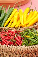 Chilis in a basket, Capsicum annuum Jalapeno, Birds Eye Chili 