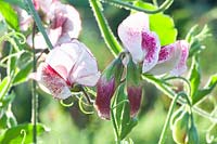 Portrait of sweet pea, Lathyrus odoratus Wiltshire Ripple 