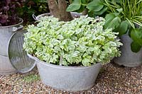 Zinc tub with ground elder, Aegopodium podagraria Variegata 