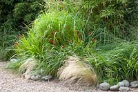 Bamboo and grasses, Fargesia, Crocosmia, Stipa tenuissima 