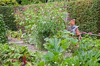 Scarecrow in the vegetable garden, cucumber, zucchini, chard, vetch, Cucumis sativus, Cucurbita pepo, Beta vulgaris, Lathyrus 