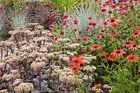 Sedum Matrona,Echinacea purpurea Tomato Soup,Echinacea purpurea Raspberry Truffle,Elymus magellanicus, 