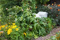 Vegetable garden with pear, zucchini, chard, dahlias, coneflower, Pyrus communis, Cucurbita pepo, Beta vulgaris Bright Lights, Dahlia David Howard, Rudbeckia Prairie Sun 