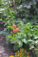 Espalier apple, Malus domestica Santana, tagetes, Salvia officinalis 