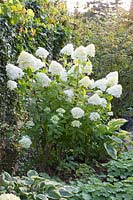 Panicle hydrangea, Hydrangea paniculata Limelight 