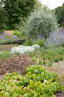 Gravel garden with Calamagrostis acutiflora Karl Förster, Sedum Matrona, Perovskia atriplicifolia Blue Spire, Anaphalis triplinervis Summer Snow, Bergenia, Pyrus salicifolia Pendula 